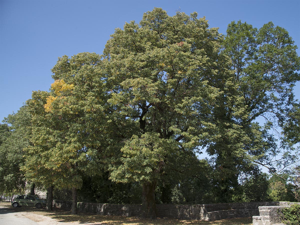 Tilia cordata